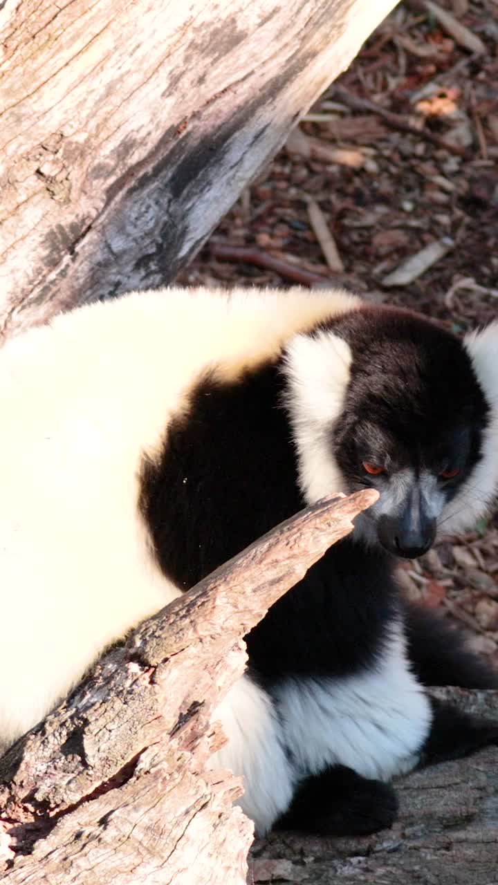 un lémur descansando en un tronco al sol
