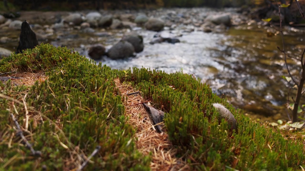 Vibrant green moss, dry brown pine needles, and two gray feathers rest in the foreground before a shallow, fast-flowing stream with visible rocks and white frothy ripples moving downstream.