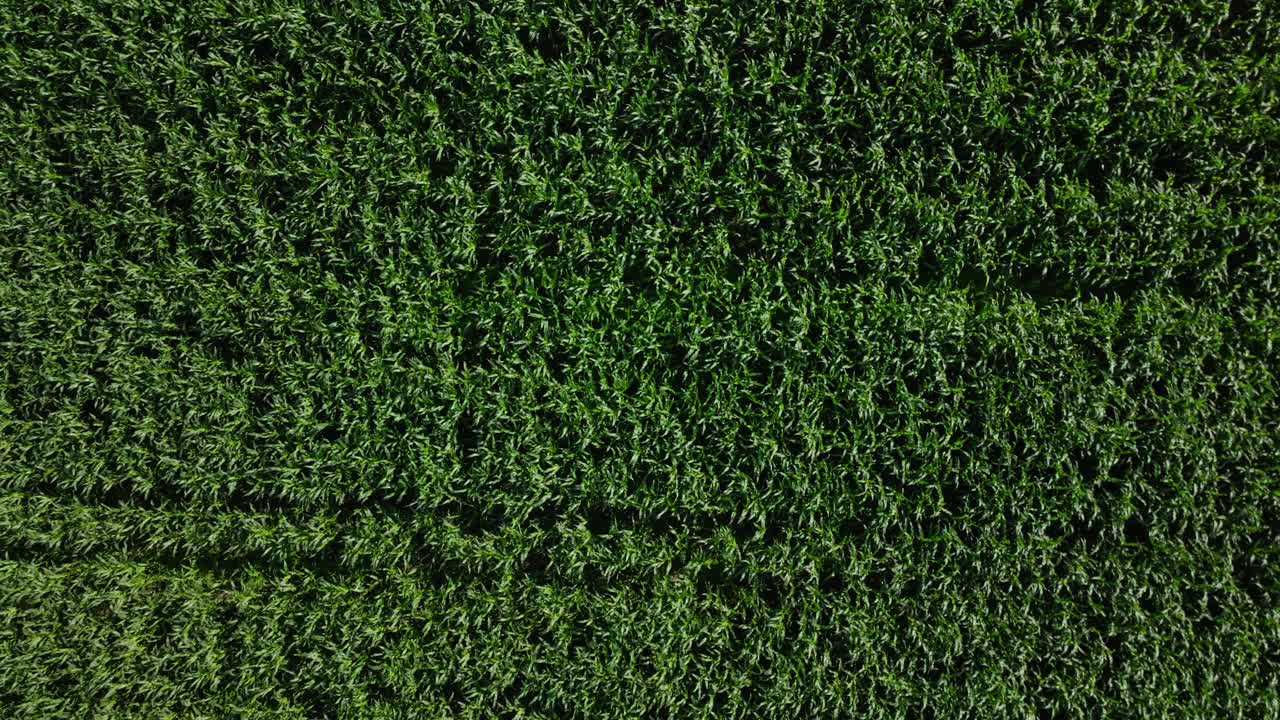 volar sobre el paisaje rural rural con cultivo de maíz en un día soleado