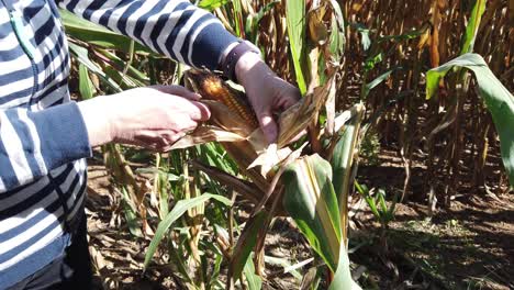 Female-hands-showing-ripe-corn-cob-still-on-the-plant