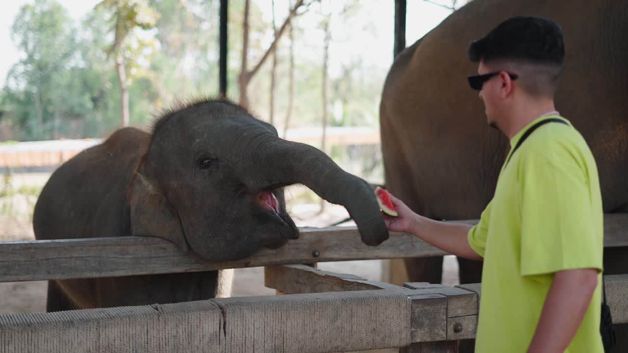 Baby Elephant Feeding