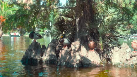 ducks swimming in pond and relaxed sitting sleeping on rocks in city centre park barcelona; parc de la ciutadella; sunny summer day; tropical plant parc in catalonia, spain; sideways dolly frame block