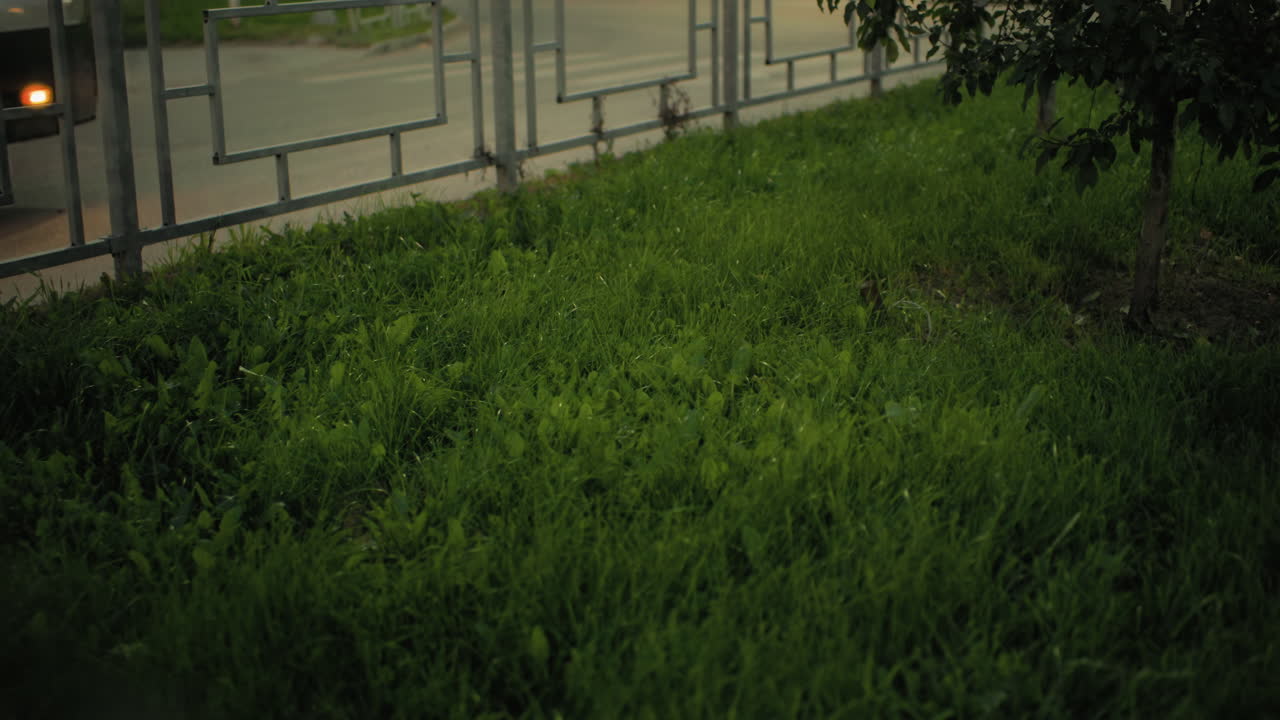 Scenic view of fresh green grass with sunlight reflecting on iron railing as car with headlights on passes by on road, soft evening light creating warm and peaceful urban environment