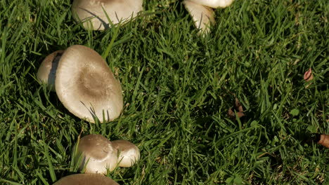 Mushrooms-growing-the-lawn-of-a-suburban-property