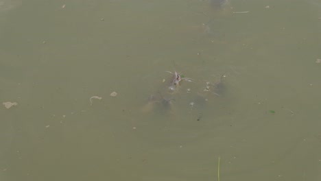 Welse,-Die-Zum-Fressen-An-Die-Wasseroberfläche-Steigen