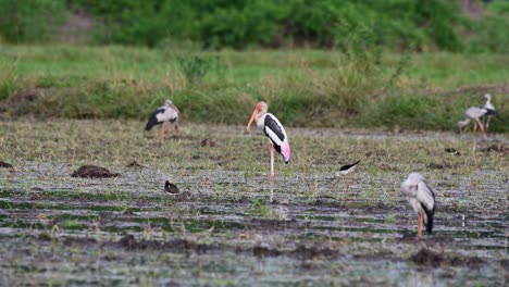 Painted-Stork,-Mycteria-leucocephala,-Thailand