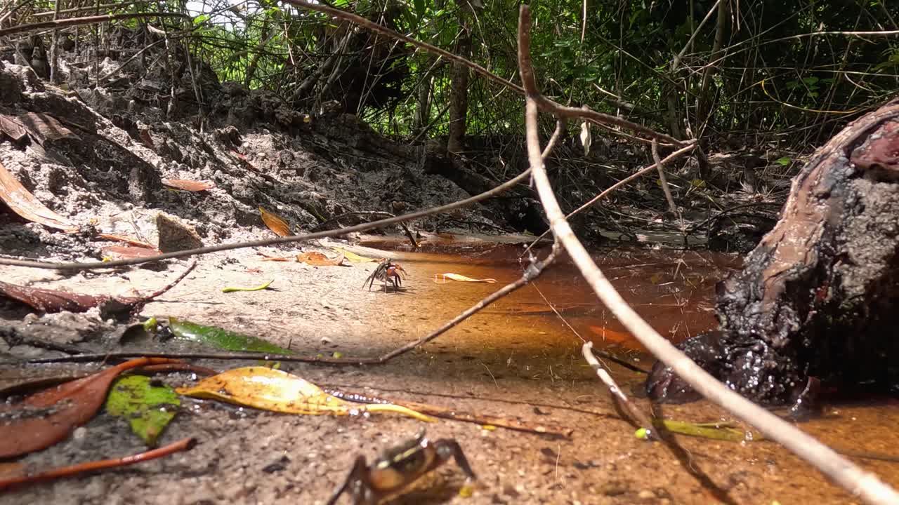 A mangrove crab moves quickly over muddy ground and roots in a sunlit mangrove forest, captured with a low, static camera angle and natural daylight