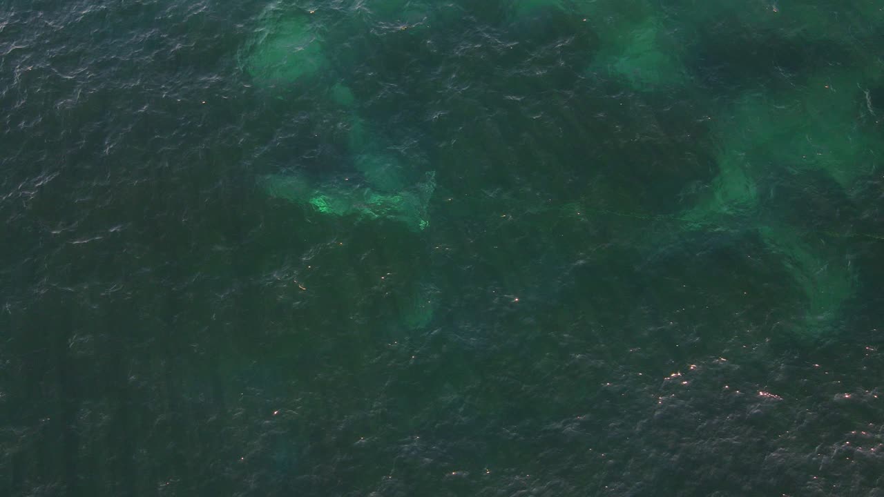 ballena franca austral enredada y arrastrando redes en la costa de clovelly - ballena enredada por boya de cuerda