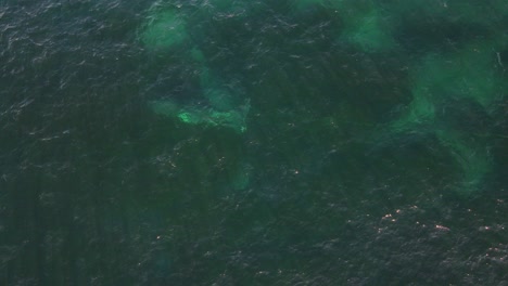 Southern-Right-Whale-Tangled-And-Dragging-Netting-At-The-Coast-Of-Clovelly---Whale-Tangled-By-Rope-Buoy