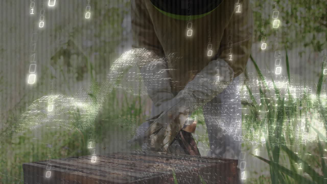 Senior beekeeper prying hive lid open with tool for inspection while binary overlay drifting