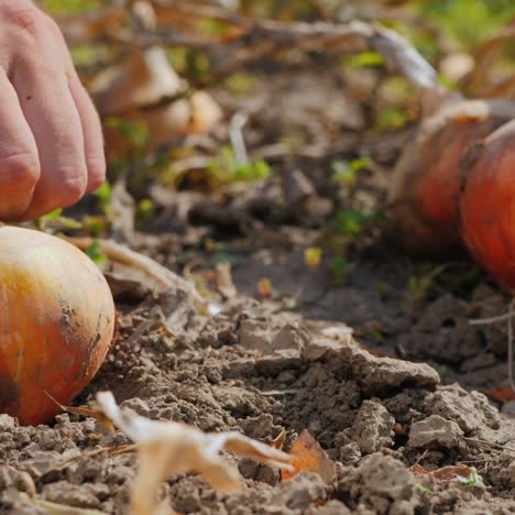 farmer picks ripe onions from the ground 1