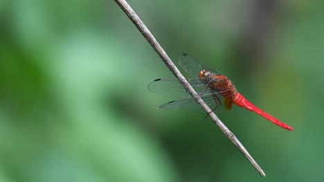 un skimmer de cara roja descansando, orthetrum chrysis, libélula fue derribado por otro para volar y regresa a su percha como se ve en un bosque tropical, tailandia, asia