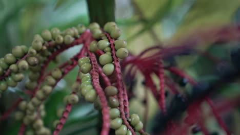 slow motion close up of colorful green and blue berries of pokeweed plant