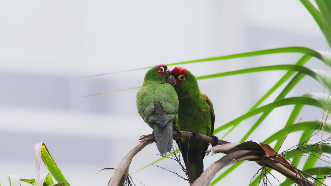 Red-headed parrots in Miraflores, Lima, Peru, showing mating behavior