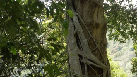 sunlight passing through canopy of strangler fig in rainforest of gold coast hinterland, australia