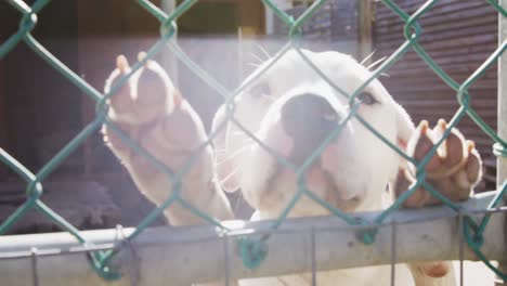 Abandoned-dog-locked-up-in-a-shelter