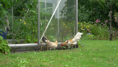 domestic free range chicken rooster and hen eating in garden