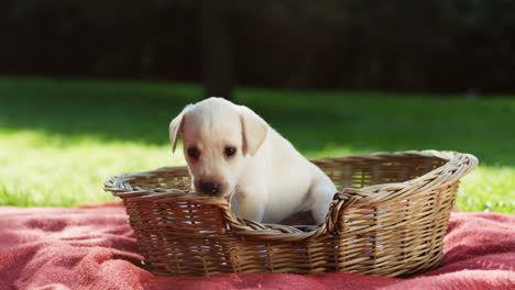 ładny szczeniak labrador gryzie kosz na zielonej trawie w parku