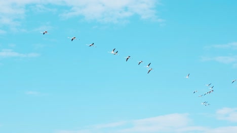 Bandada-De-Flamencos-Jóvenes-Volando-En-Formación,-Cielo-Azul-Brillante-En-El-Fondo---Tiro-De-ángulo-Bajo