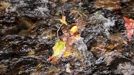 colorful leaves caught in a small stream's flow