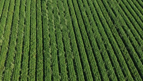 hermosa vista de un campo agrícola verde sin fin. drone volando sobre el campo