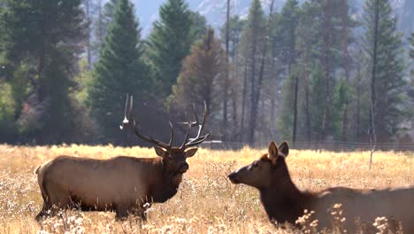 alces toros en las montañas rocosas durante la rutina de los alces de 2021