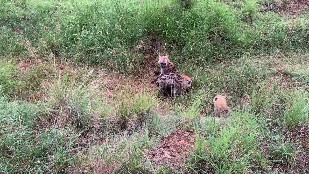 Cute juvenile Spotted Hyenas play outside their den in Kruger Natl Pk