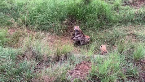 cute juvenile spotted hyenas play outside their den in kruger natl pk