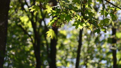 Sonnenstrahlen-Strahlen-Durch-üppige-Grüne-Blätter