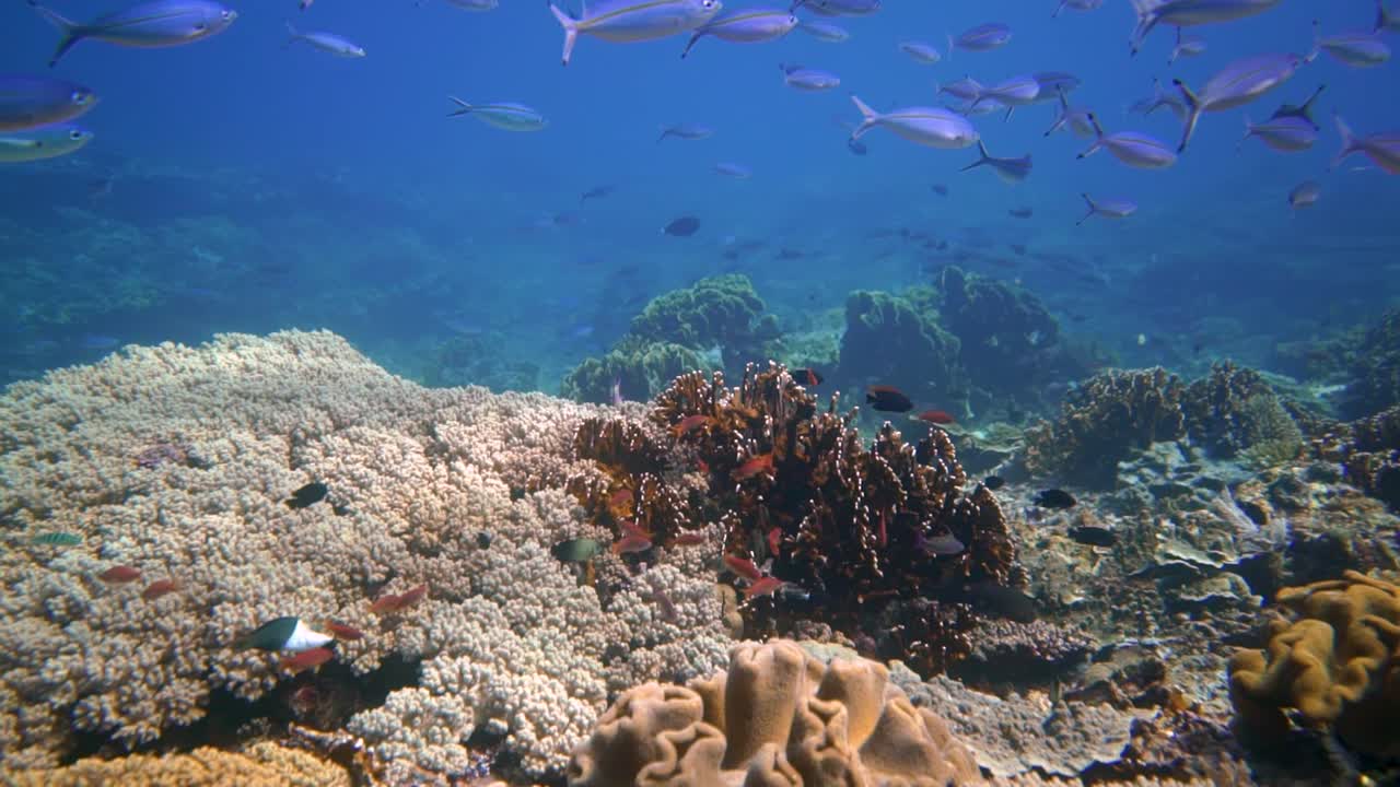 hermosos fusileros nadan en una escuela sobre el arrecife de coral mientras la cámara sigue