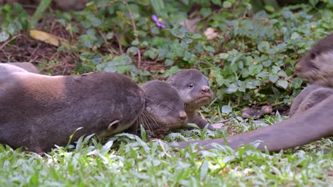 newborn smooth coated otter pup with a defect on his right eye playing in the grass with siblings and adults - slow motion