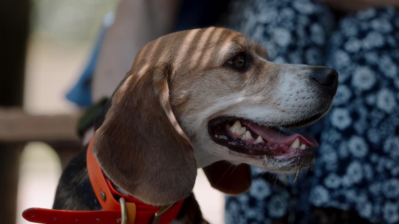 Outdoor close-up of a beagle at a dog park, tongue out and being petted. Bits of hay and dried leaves cling to its jaw after exploring the grounds, showing a happy, playful dog enjoying park life