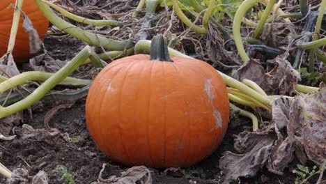 mid shot of a single orange pumpkin with foliage around