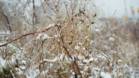 close up of dry grass stems and twigs covered with snow and frost, showcasing delicate frozen textures and natural winter beauty in a tranquil outdoor scene with soft blurred background