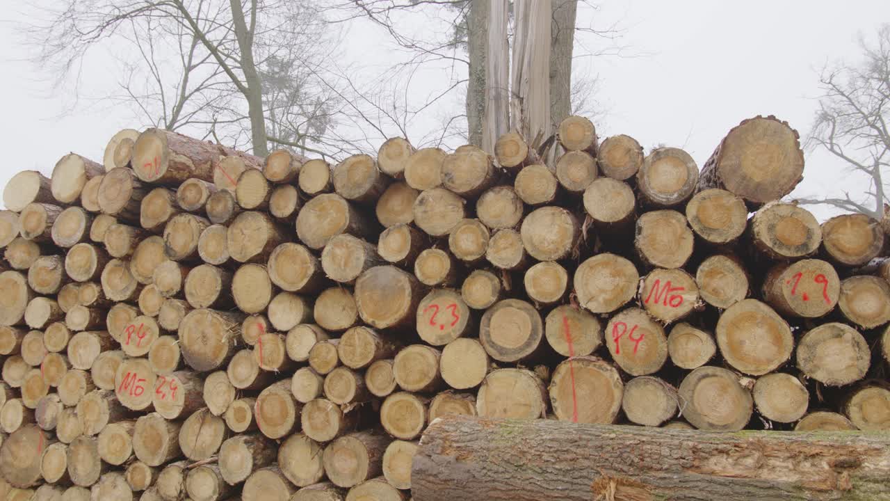 Stack of Cut Logs in a Forest