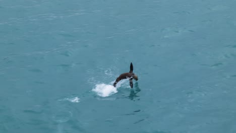 seal jumping out of beautiful clear turquoise water