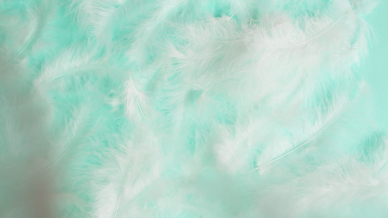 White Feathers on Turquoise Background