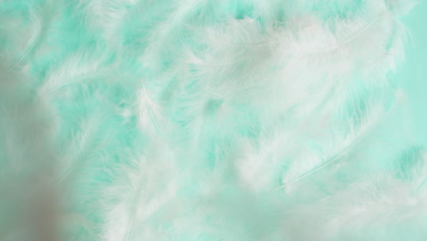 white feathers on turquoise background