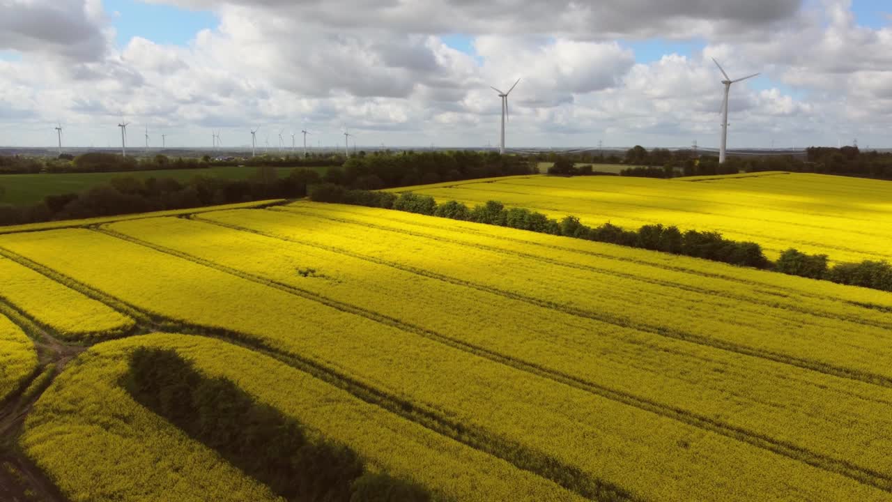 Drone flight over yellow rape field with sustainable energy generating wind mills at the horizon
