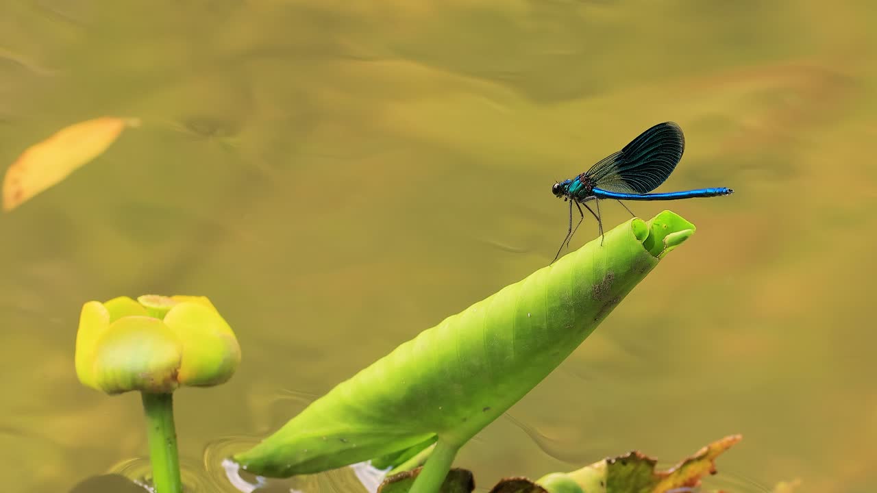 아름다운 데모이젤 (calopteryx virgo) 은 calopterygidae과에 속하는 유럽의 데모이젤이다. 그것은 종종 가장 집에 있는 빠른 물을 따라 발견된다.