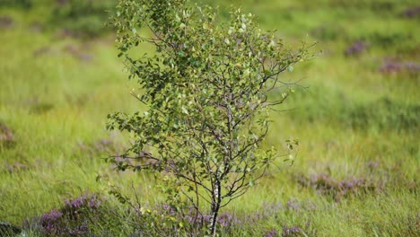 un abedul solitario en el paisaje ventoso del norte