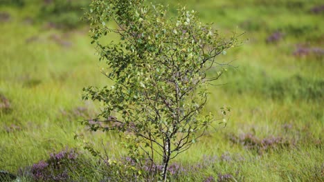 a solitary birch tree in the northern windy landscape