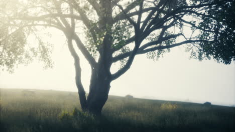 sunlight filters through fog over a serene meadow with a lone tree
