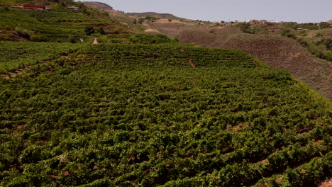 Bio-Weinberg-Auf-Dem-Land-Mit-Weinreben,-Die-Auf-Einem-Hügel-Wachsen