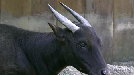 Búfalo-Anoa-De-Tierras-Bajas-En-Peligro-De-Extinción-Masticando-Su-Comida-En-El-Zoológico