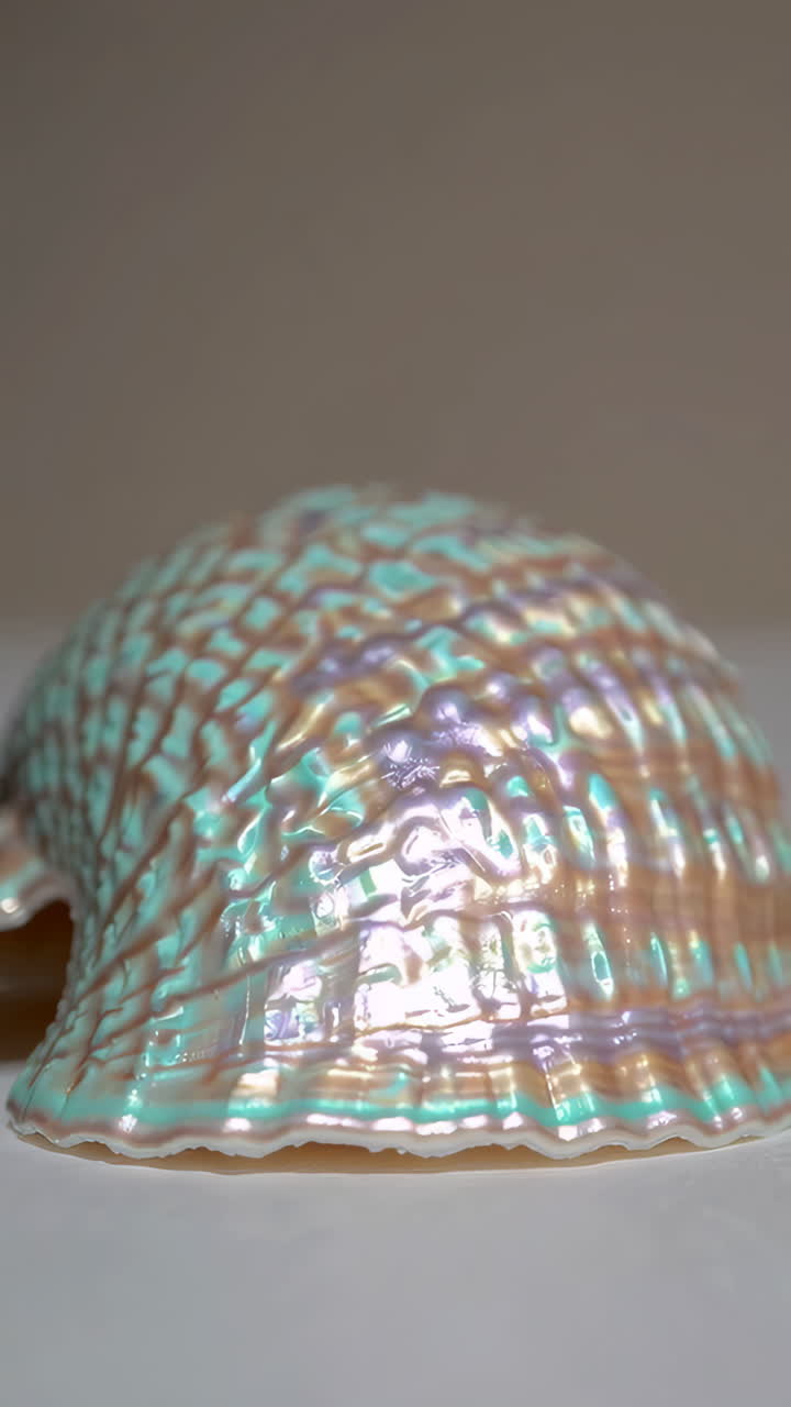Close-up of an iridescent Abalone Shell