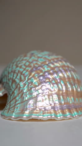close-up of an iridescent abalone shell