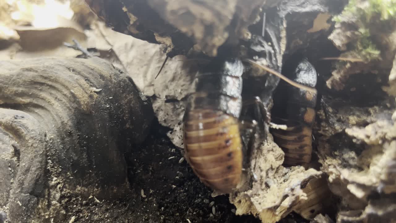 나무 어리 둥지 에 쳐 있는 바벌레 들