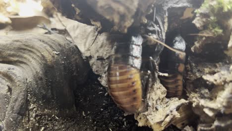 cockroaches-close-together-in-a-wooden-stump-nest