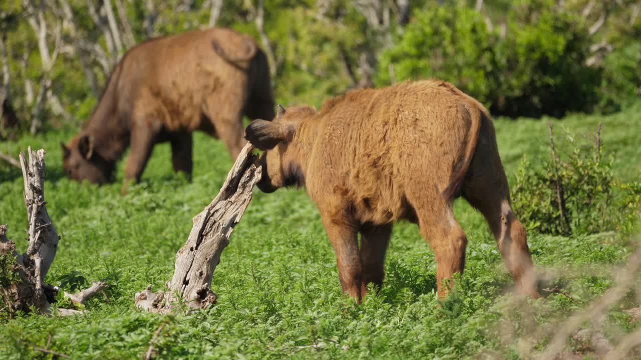 Bufalo cafro cucciolo si gratta la faccia su un albero morto, poi lo lecca nell'Addo Elephant Park, primo piano.